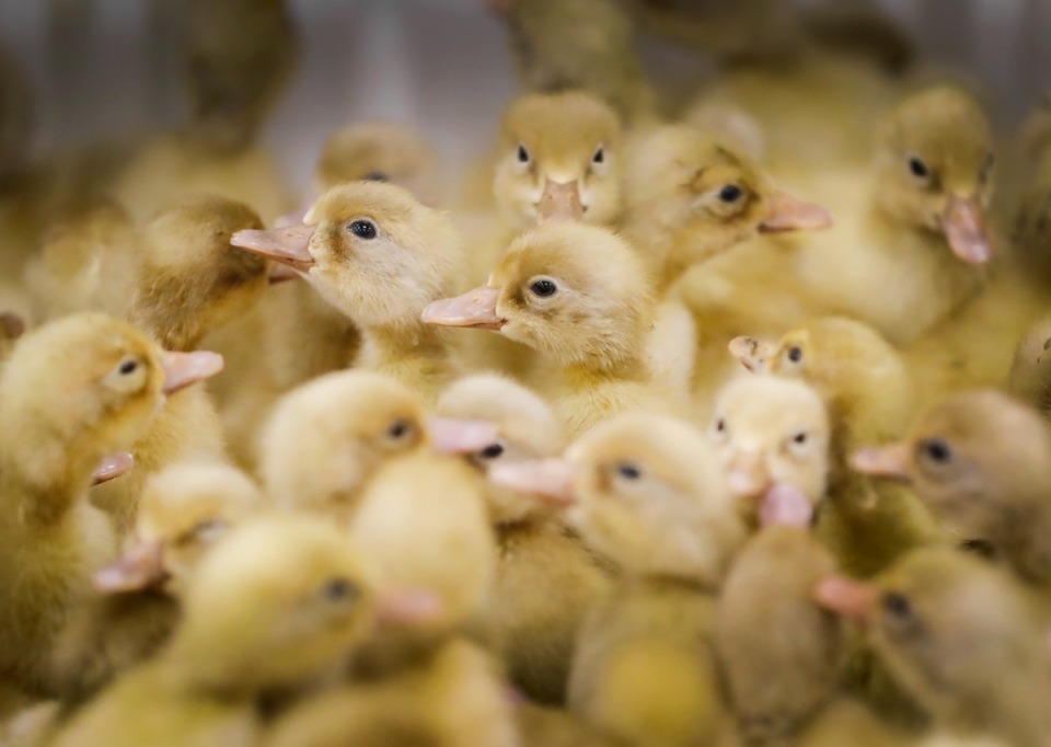 <strong>Metzer Farms ships several breeds of ducklings and geese around the country.</strong> (Mark Weber/The Daily Memphian)