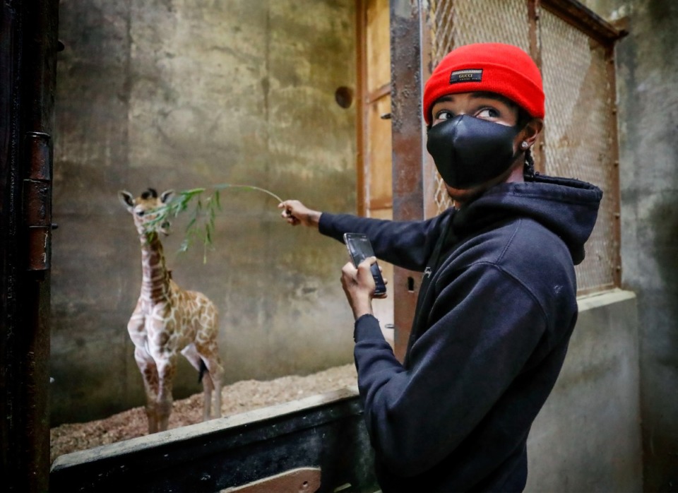 <strong>Memphis Grizzlies star guard Ja Morant tries to feed the Memphis Zoo&rsquo;s giraffe calf, Ja Raffe, in November 2020.</strong>&nbsp;<strong>Ja Raffe was released to Utah&rsquo;s Hogle Zoo last week.&nbsp;</strong>(Mark Weber/The Daily Memphian file)
