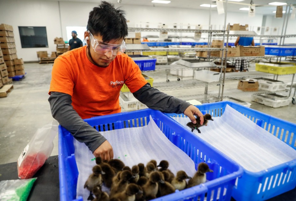 <strong>Metzer Farms employee Edgar Sanchez tags and separates ducklings by gender for shipping.</strong> (Mark Weber/The Daily Memphian)