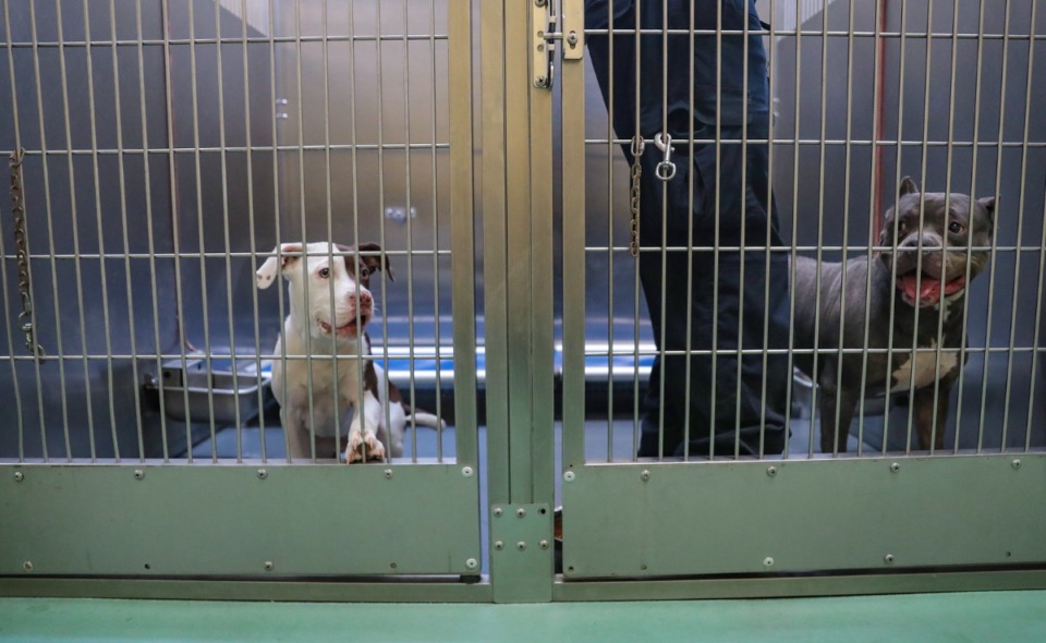 <strong>Pinky and Rogue await further inspection by staff veterinarians and volunteers as Memphis Animal Services staff tries to find their owners.</strong> (Patrick Lantrip/The Daily Memphian)