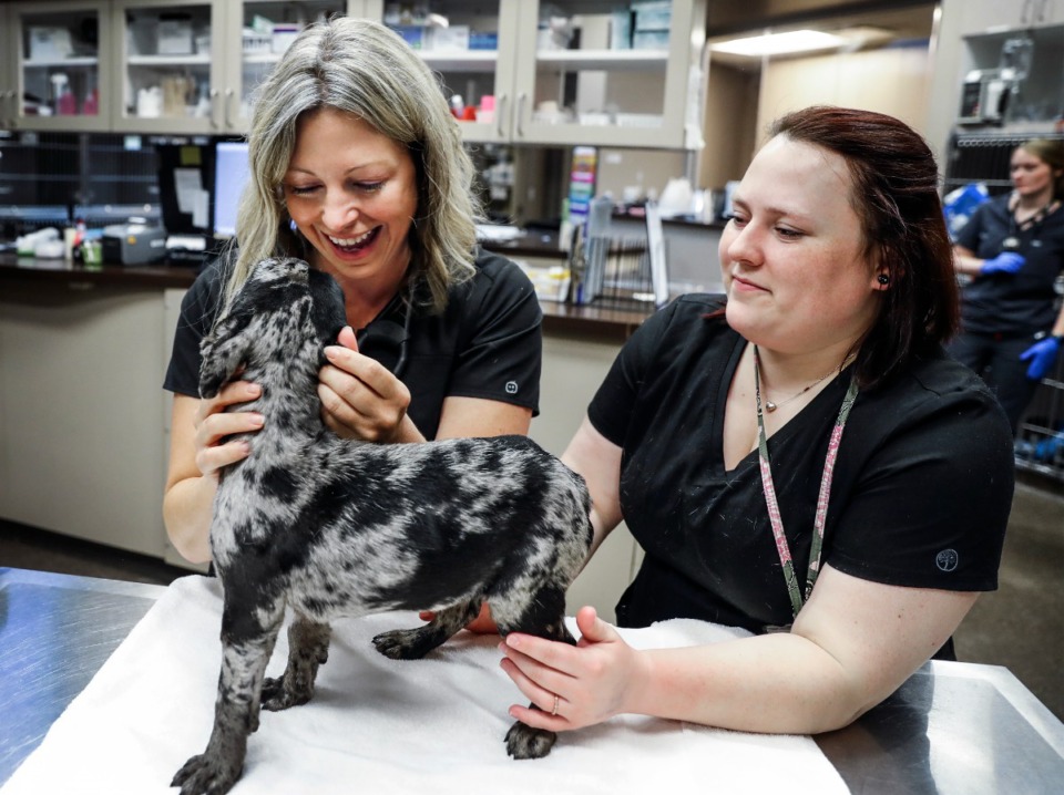 <strong>Memphis Veterinary Specialists &amp; Emergency internist Dr. Danielle Bayliss (left) with the help of vet assistant Hailee Stringfellow examine a dog named Thor.</strong> (Mark Weber/The Daily Memphian)