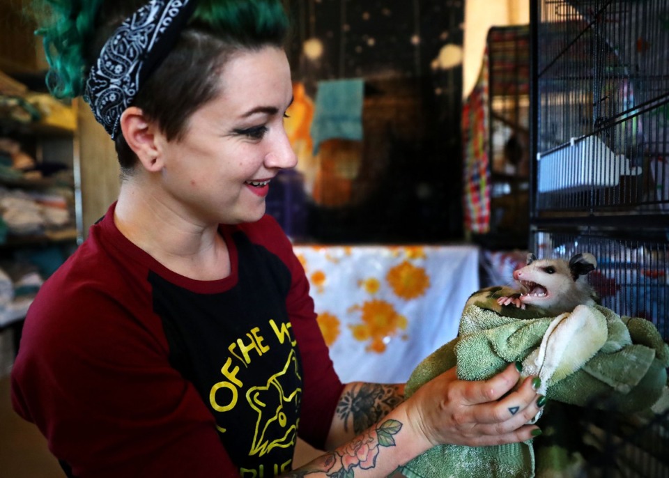 <strong>Larry the opossum hisses at Sami Harvey, Nov. 5, 2020. Harvey, a former copywriter at Hilton Worldwide, decided to follow her dream and become a wildlife rehabber after being laid off during the pandemic.</strong>&nbsp;(Patrick Lantrip/The Daily Memphian)