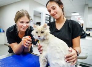 <strong>Arlington High School seniors and Arlington Animal Clinic interns Haydyn Stites (left) and Kendal Mills (right) play with Cheddar before leaning how to draw blood from a cat on Tuesday, Sept. 20, 2022.</strong> (Mark Weber/The Daily Memphian)