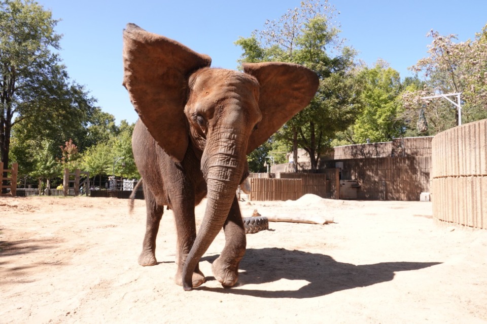 <strong>African elephant Asali will be the star of The Memphis Zoo&rsquo;s Conversation and Cocktails event to benefit African elephants.&nbsp;</strong>(Karen Pulfer Focht/Special to The Daily Memphian)
