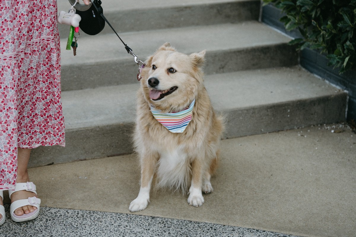 <strong>Dogs were welcome at the LGBTQ rights march on Sept. 30. This one is decked out in Pride-themed attire.</strong> (Lucy Garrett/Special to The Daily Memphian)