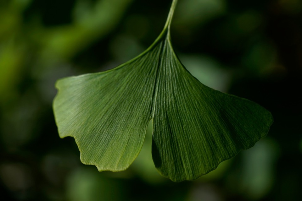 <strong>Dan Conaway says, &ldquo;Right outside my window is a ginkgo tree, and another is on the other side of the house. Every fall they engage in an ancient mating dance, a spectacular competition for attention.&rdquo;</strong> (AP Photo/Carolyn Kaster)