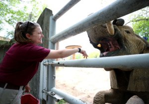 <strong>Jenny Mitchell, a pachyderm keeper at the Memphis Zoo, goes through her training routine with one of her favorite elephants, Gina. Mitchell recently came back to Memphis to work with elephants and rhinos after working for the non-profit Elephants for Africa in Botswana.</strong> (Houston Cofield/Daily Memphian)