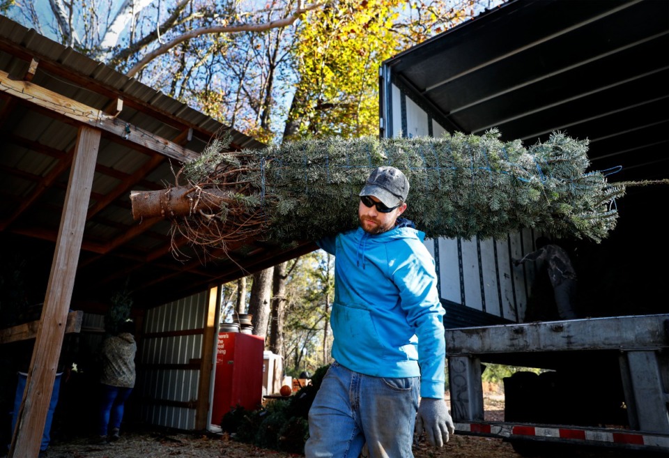 <strong>Justin Johnson, unloads Christmas trees at Priddy Farms on Wednesday, Nov. 16, 2022.</strong> (Mark Weber/The Daily Memphian)
