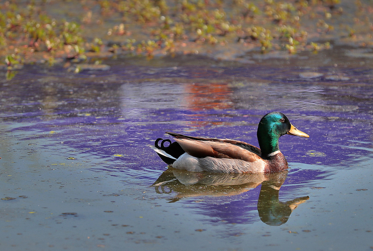 <strong>A FedEx tent is reflected in one of the nearby ponds as volunteers from FedEx work with Clean Memphis and the Wolf River Conservancy to help clean up a new section of the Wolf River Greenway in Raleigh on April 24, 2019, in preparation for a grand opening Saturday.</strong> (Jim Weber/Daily Memphian)