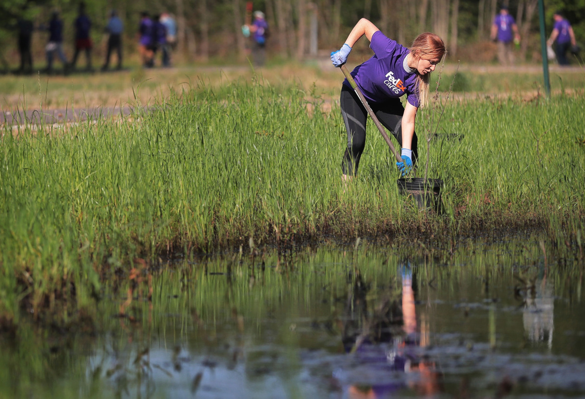 <strong>FedEx volunteer Chelsea Mullen plants trees near the bike path as groups of volunteers help spruce up a new section of the Wolf River Greenway in Raleigh on April 24, 2019 in preparation for a grand opening Saturday.</strong> (Jim Weber/Daily Memphian)