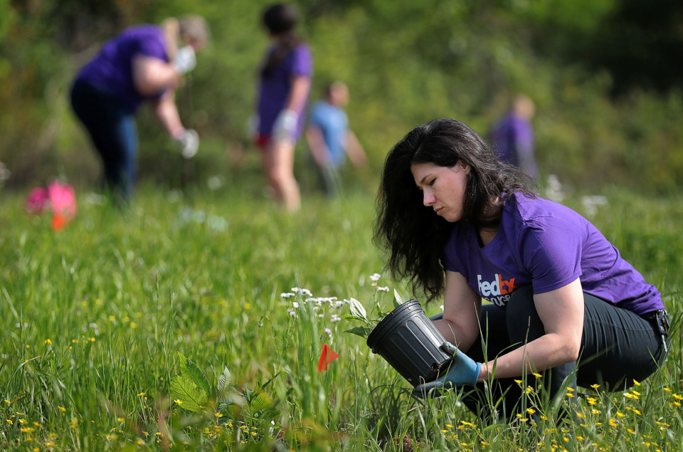 <strong>Volunteer Jes Crownover with FedEx plants native flowers in a field along a new section of the Wolf River Greenway in Raleigh on April 24, 2019, in preparation for a grand opening Saturday.</strong> (Jim Weber/Daily Memphian)