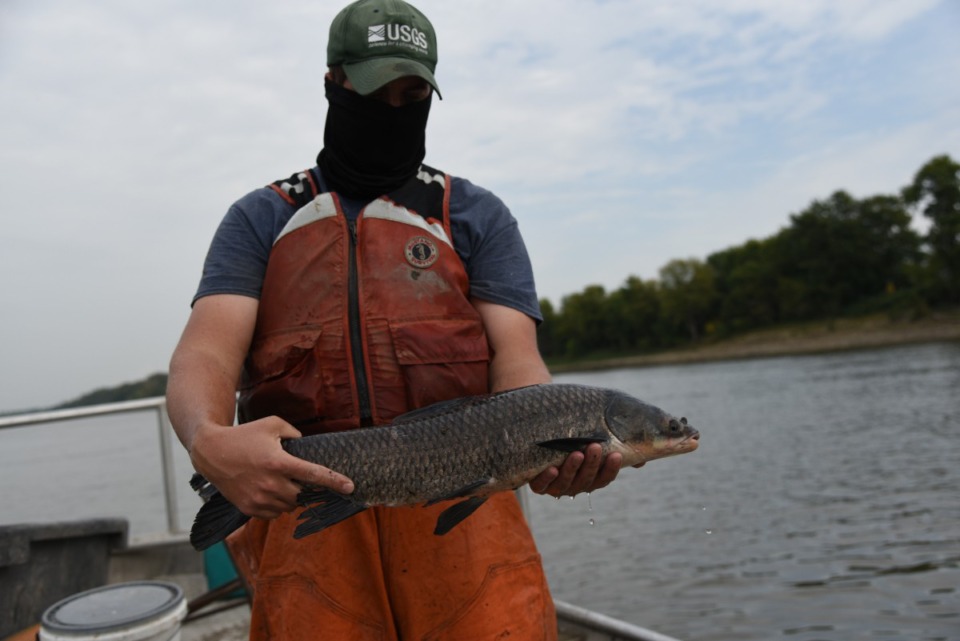 <strong>This black carp was collected from the Mississippi River by USGS scientists.&nbsp;The black carp typically grows over 3 feet long and weighs over 100 pounds.</strong>&nbsp;(Courtesy U.S. Geological Survey)
