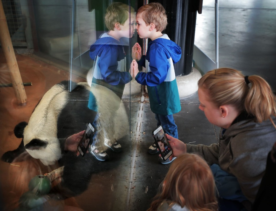<strong>A child (center) from St. Louis watches his favorite animal chomp bamboo during a 2020 panda event at the Memphis Zoo in advance of National Panda Day.</strong> (Jim Weber/Daily Memphian file)