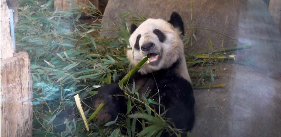 <strong>Ya Ya cheerfully munches bamboo at the Memphis Zoo in 2021. </strong>(Screengrab)