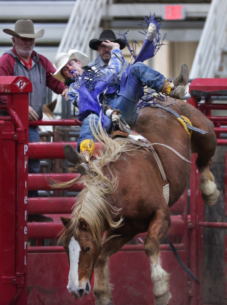 <strong>A cowboy hangs for dear life in the bronc-riding competition at the Liberty Bowl rodeo on Dec. 26, 2022.</strong> (Patrick Lantrip/The Daily Memphian)