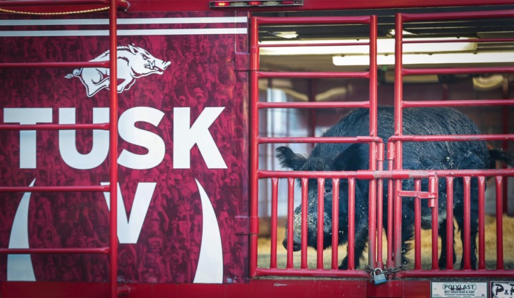 <strong>Tusk V, the University of Arkansas live mascot, watches the crowd during the 2022 AutoZone Liberty Bowl Parade on Beale Street on Dec. 27, 2022.</strong> (Patrick Lantrip/The Daily Memphian)