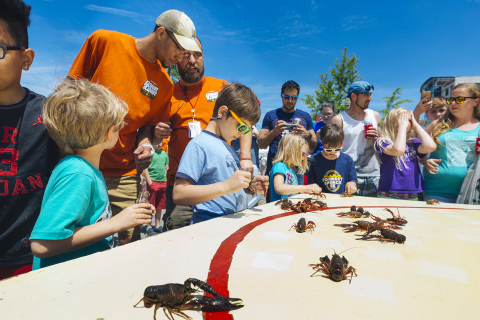 <strong>Children race crawfish at the 27th annual Rajun Cajun Crawfish Festival in Downtown Memphis on Sunday.</strong> (Ziggy Mack/Special to the Daily Memphian)