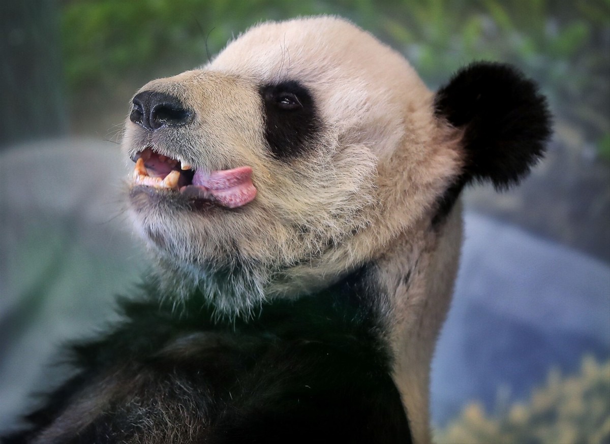 Memphis Zoo giant panda Le Le dies - Memphis Local, Sports, Business